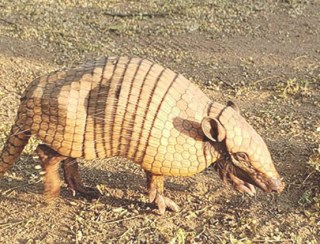 Piauí Institui Programa Estadual para Proteção da Fauna Silvestre