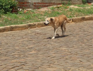 Perigo: Animais soltos nas ruas de Valença do Piauí expõem população a riscos diários 