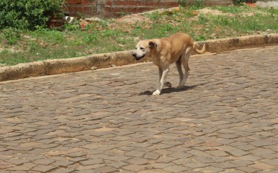 Perigo: Animais soltos nas ruas de Valença do Piauí expõem população a riscos diários 